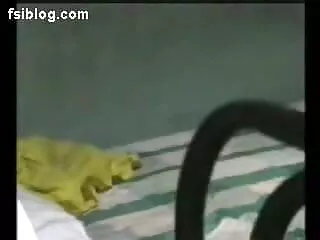 BBW शो हिंदी में फुल सेक्स मूवी